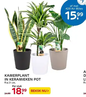 Praxis Kamerplant in keramieken pot aanbieding