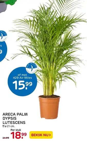 Praxis Areca palm dypsis lutescens aanbieding