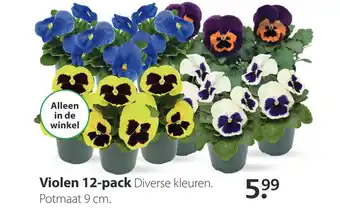 Boerenbond Violen 12-pack aanbieding