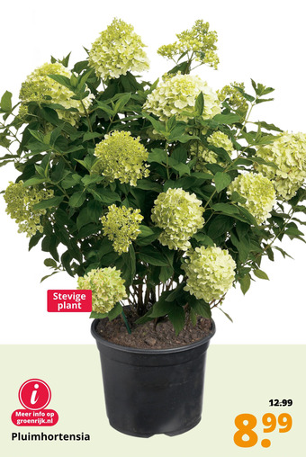 GroenRijk Pluimhortensia aanbieding