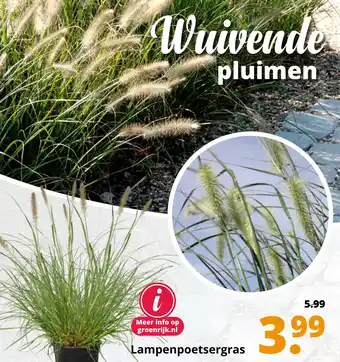 GroenRijk Lampenpoetsergras aanbieding