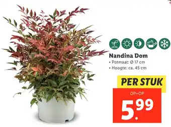 Lidl Nandina Dom aanbieding