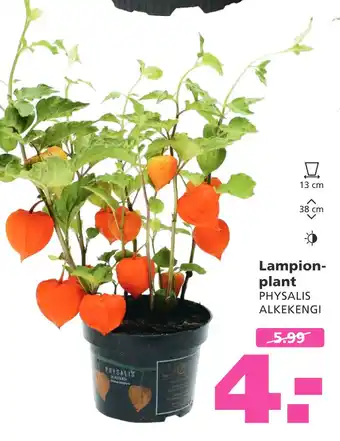 Ranzijn Lampion- plant aanbieding