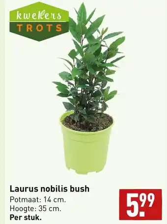 ALDI Laurus nobilis bush aanbieding