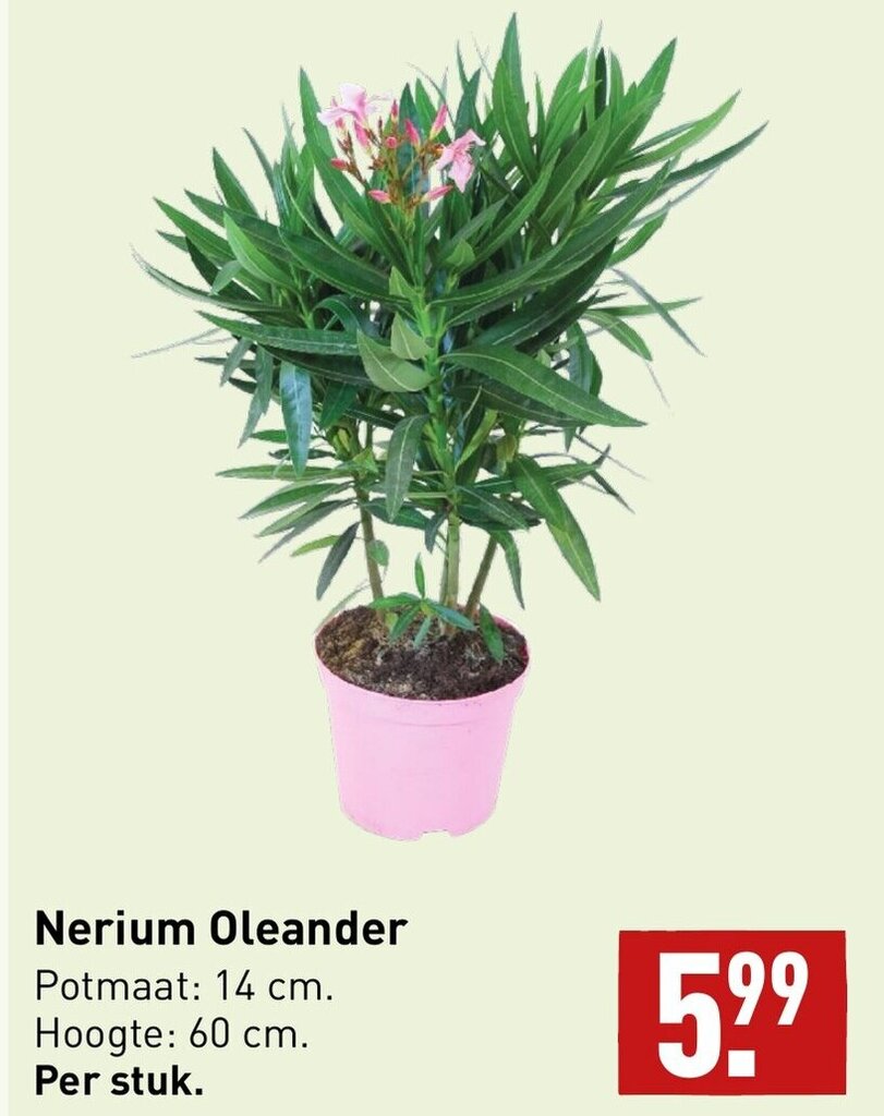 Nerium Oleander aanbieding bij ALDI