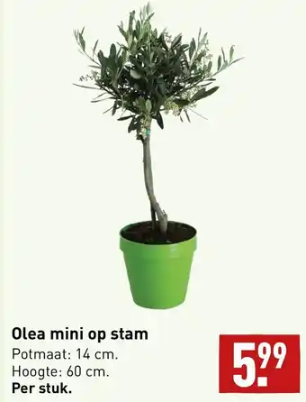 ALDI Olea mini op stam aanbieding