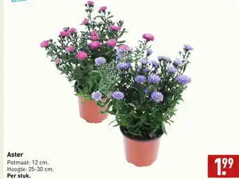 ALDI Aster Potmaat: 12 cm. Hoogte: 25-30 cm. Per stuk. aanbieding