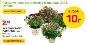 Praxis BOLCHRYSANT GARDENMUM 14 cm. Hoogte 25 cm. Per stuk. aanbieding