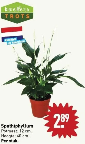 ALDI Spathiphyllum aanbieding