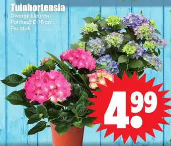 Dirk Tuinhortensia aanbieding