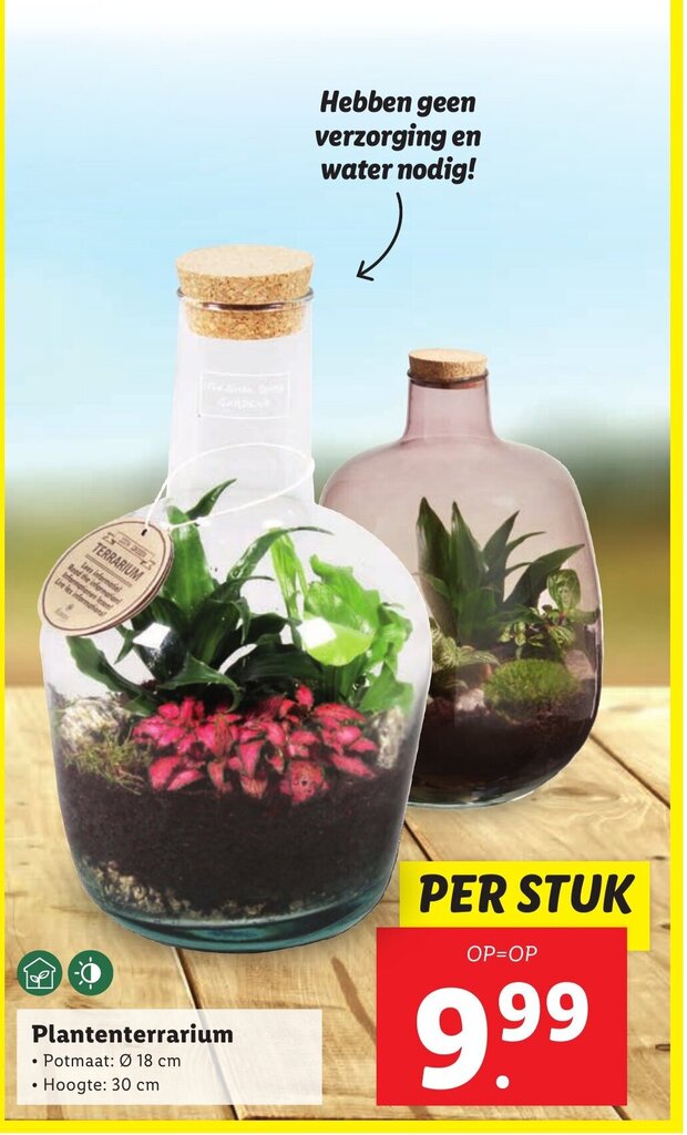 Plantenterrarium • Potmaat Ø 18 cm aanbieding bij Lidl