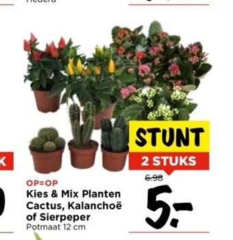 Vomar Voordeelmarkt Kies & Mix Planten Cactus, Kalanchoë of Sierpeper Potmaat 12 cm aanbieding