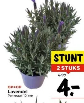 Vomar Voordeelmarkt Lavendel aanbieding