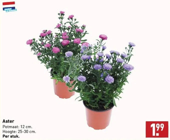 ALDI Aster aanbieding