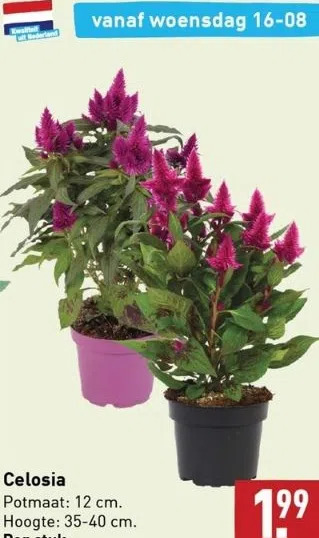 ALDI Celosia aanbieding