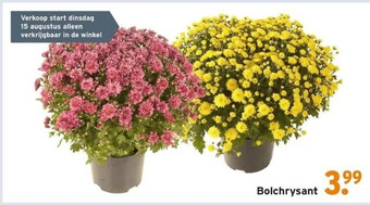 GAMMA Bolchrysant aanbieding