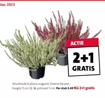 Intratuin Struikheide (Calluna vulgaris). Diverse kleuren, hoogte 15 cm * potmaat 11 cm. aanbieding