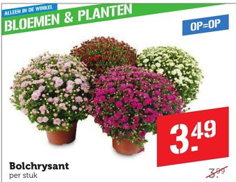 CoopCompact Bolchrysant per stuk aanbieding