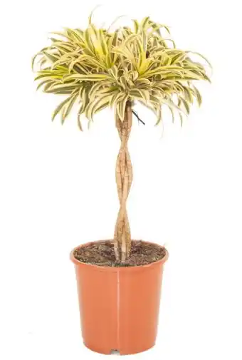 123Planten Dracaena reflexa song of india aanbieding