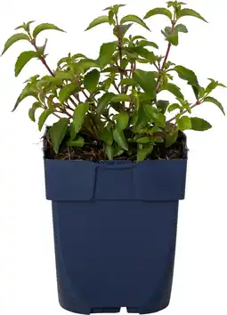 Intratuin Bellenplant (fuchsia 'lady thumb') d 11 h 40 cm aanbieding