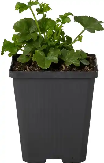 Intratuin Muskaatkaasjeskruid (malva moschata 'alba') d 9 h 15 cm aanbieding