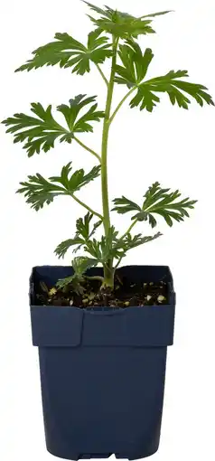 Intratuin Monnikskap (aconitum carmichaelii 'cloudy') d 11 h 80 cm aanbieding