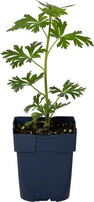 Intratuin Monnikskap (aconitum carmichaelii 'cloudy') d 11 h 80 cm aanbieding