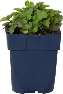 Intratuin Klokjesbloem (campanula carpatica 'blaue clips') d 11 h 20 cm aanbieding