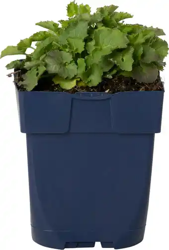 Intratuin Klokjesbloem (campanula carpatica 'blaue clips') d 11 h 20 cm aanbieding