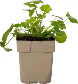 Intratuin Muskaatkaasjeskruid (malva moschata) d 11 h 10 cm aanbieding