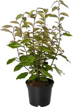 Intratuin Olijfwilg (elaeagnus ebbingei 'compacta') d 17 h 30 cm aanbieding