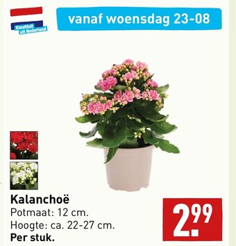 ALDI Kalanchoë aanbieding
