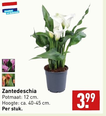 ALDI Zantedeschia aanbieding