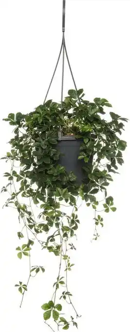 Intratuin Suikerdruifje (parthenocissus striata) d 15 h 25 cm aanbieding