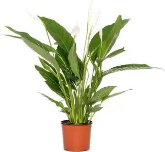 Intratuin Lepelplant (spathiphyllum 'bingo cupido') d 17 h 65 cm aanbieding