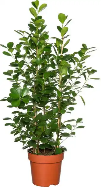 Intratuin Vijgenboom (ficus microcarpa 'moclame') d 24 h 90 cm aanbieding