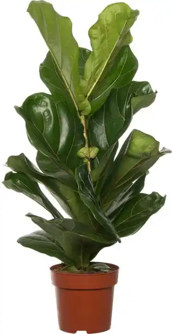 Intratuin Vioolbladplant (ficus lyrata) d 17 h 65 cm aanbieding