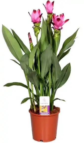 Intratuin Curcuma (curcuma 'splash') d 15 h 55 cm aanbieding