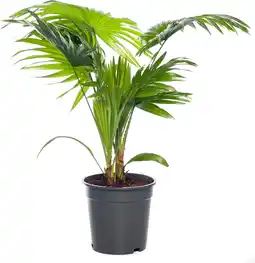 Intratuin Waaierpalm (livistona rotundifolia) d 17 h 60 cm aanbieding