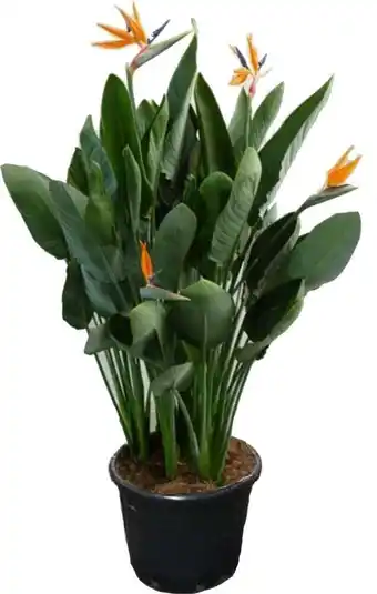 Intratuin Paradijsvogelbloem (strelitzia reginae) d 40 h 150 cm aanbieding