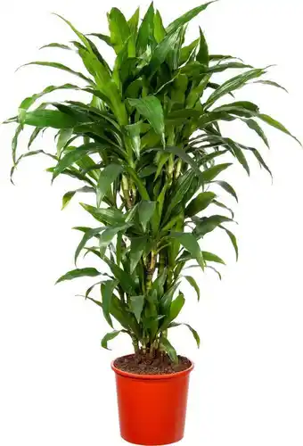 Intratuin Drakenbloedboom (dracaena fragrans 'janet craig' ) d 24 h 110 cm aanbieding