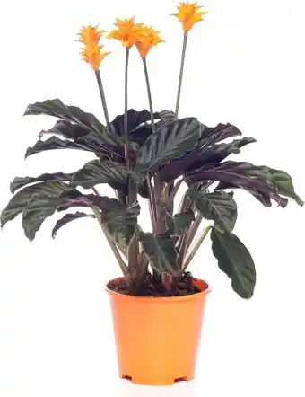 Intratuin Eeuwige vlam (calathea crocata 'tassmania') d 14 h 40 cm aanbieding