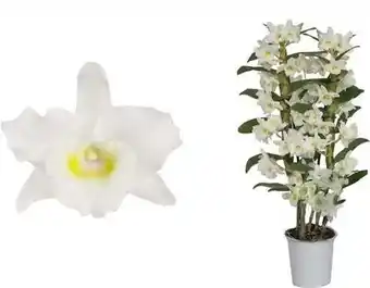 Intratuin Bamboe-orchidee (dendrobium nobile 'apollon') 2 tak, d 12 h 50 cm aanbieding