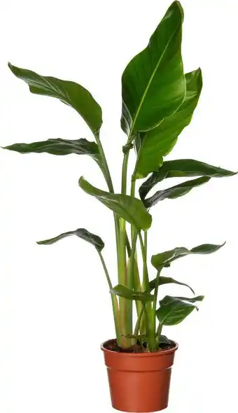 Intratuin Paradijsvogelplant (strelitzia nicolai) d 17 h 60 cm aanbieding