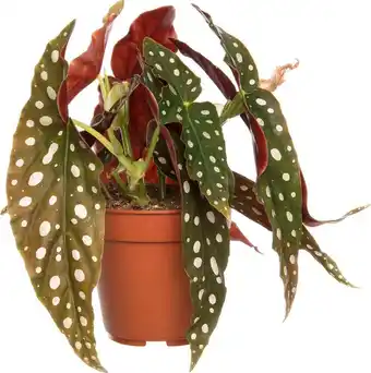 Intratuin Stippenbegonia (begonia maculata) d 12 h 20 cm aanbieding