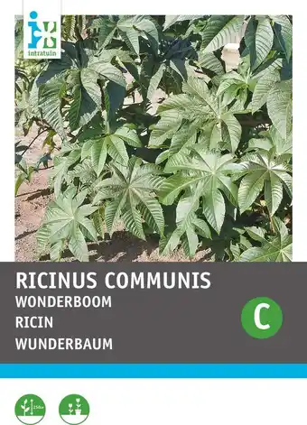 Intratuin Intratuin bloemenzaad wonderboom gemengd (ricinus communis) aanbieding