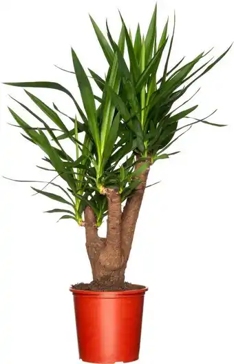 Intratuin Yucca (yucca elephantipes) d 24 h 80 cm aanbieding