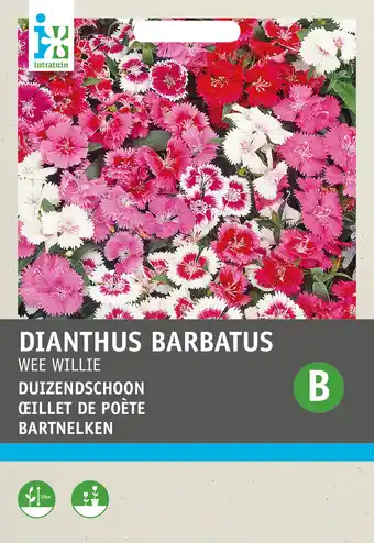 Intratuin Intratuin bloemenzaad duizendschoon (dianthus barbatus 'wee willie') aanbieding