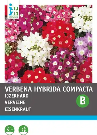 Intratuin Intratuin bloemenzaad ijzerhard gemengd (verbena hybrida compacta) aanbieding