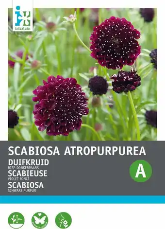 Intratuin Intratuin bloemenzaad duifkruid paars (scabiosa atropurpurea) aanbieding